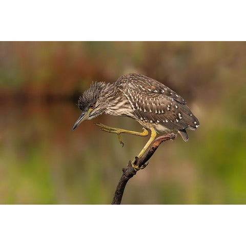 Young Night Heron Gold Ornate Wood Framed Art Print with Double Matting by Wilson, Guy