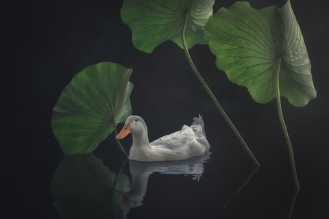 Between The Lotus Leaves Black Ornate Wood Framed Art Print with Double Matting by Zhang, Ling