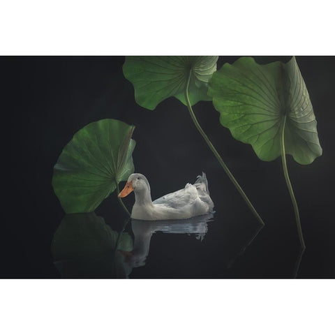 Between The Lotus Leaves Black Modern Wood Framed Art Print with Double Matting by Zhang, Ling