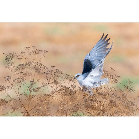 The Take Off White Modern Wood Framed Art Print by Tadmor, Carmel