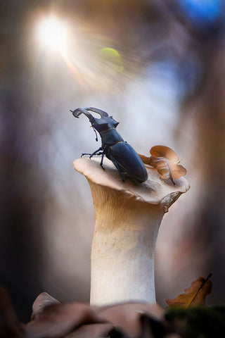 Towards Black Ornate Wood Framed Art Print with Double Matting by Bykanova, Victoria