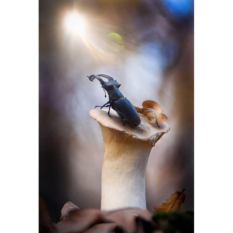 Towards Black Modern Wood Framed Art Print with Double Matting by Bykanova, Victoria