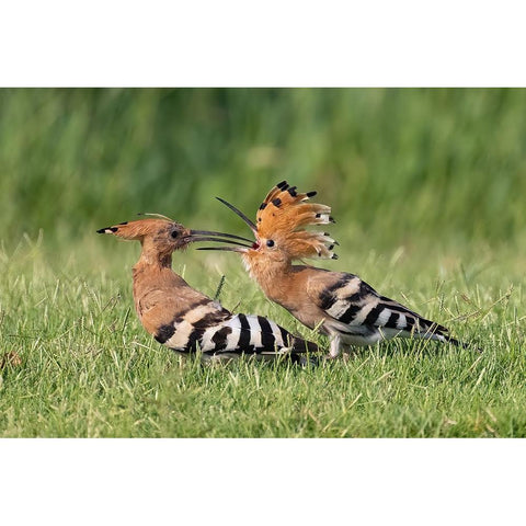 Lunch Black Modern Wood Framed Art Print by Wilson, Guy