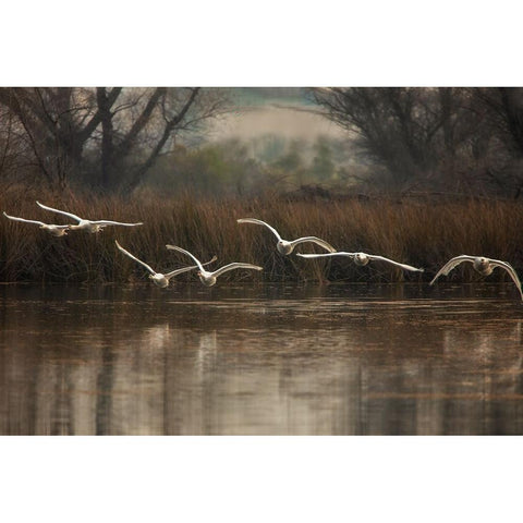 Fly To You White Modern Wood Framed Art Print by Liu, Wei