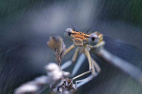 Lady With A Microphone White Modern Wood Framed Art Print with Double Matting by Bykanova, Victoria