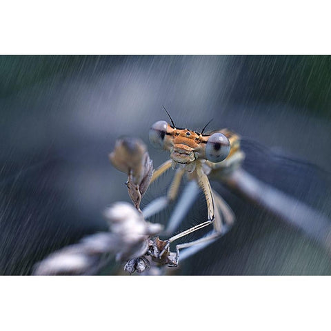 Lady With A Microphone Gold Ornate Wood Framed Art Print with Double Matting by Bykanova, Victoria