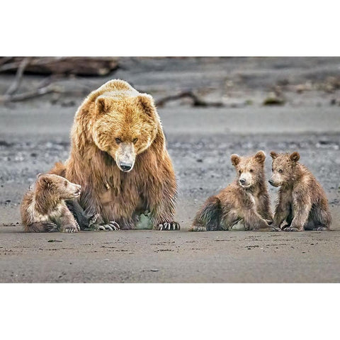 The Triplets Gold Ornate Wood Framed Art Print with Double Matting by C. Sink, Jeffrey