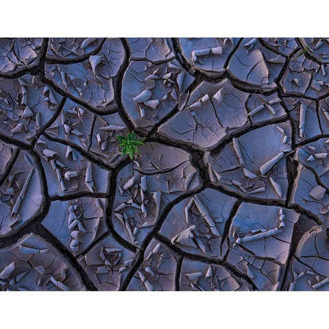 Cracking Beauty White Modern Wood Framed Art Print by P., Ruiqing