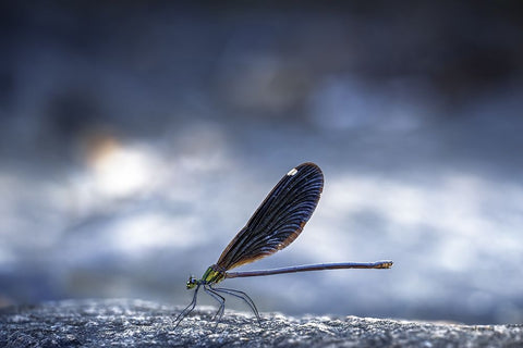 Dragonfly White Modern Wood Framed Art Print with Double Matting by Jianwen