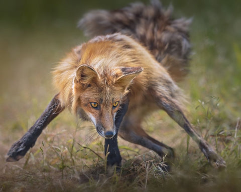 Ready To Fight Black Ornate Wood Framed Art Print with Double Matting by Hu, Mei