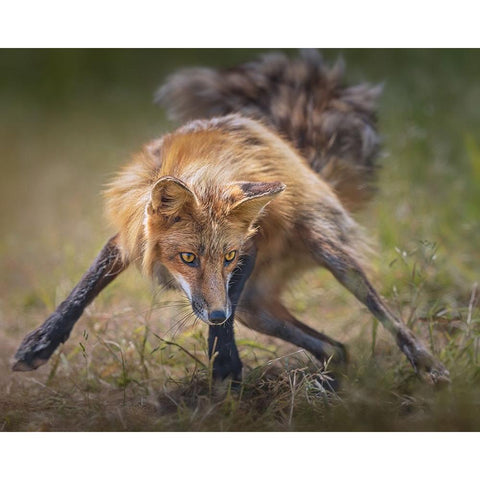 Ready To Fight White Modern Wood Framed Art Print by Hu, Mei