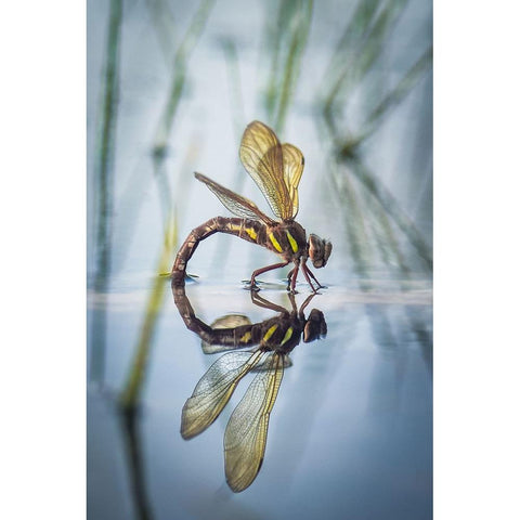 Brown Hawker-Aeshna Grandis (Linnaeus-1758) Black Modern Wood Framed Art Print with Double Matting by Bykanova, Victoria