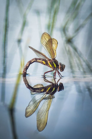 Brown Hawker-Aeshna Grandis (Linnaeus-1758) White Modern Wood Framed Art Print with Double Matting by Bykanova, Victoria