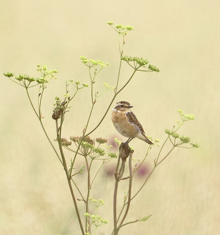 Whinchat Black Ornate Wood Framed Art Print with Double Matting by Puum, Mati