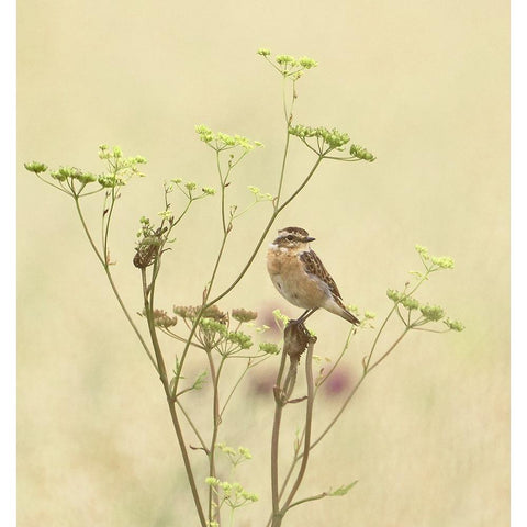 Whinchat Black Modern Wood Framed Art Print by Puum, Mati