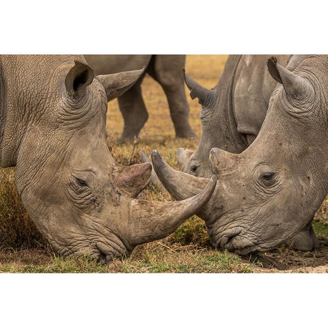 White Rhinos Close Up Gold Ornate Wood Framed Art Print with Double Matting by Ratna Prem, Venkata