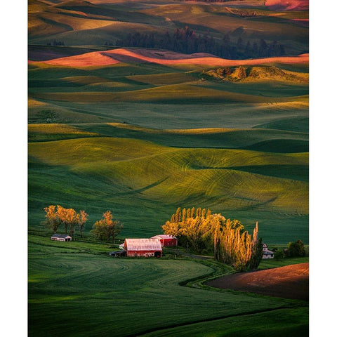 Wheat Field 3 Black Modern Wood Framed Art Print by Sheng, Alice