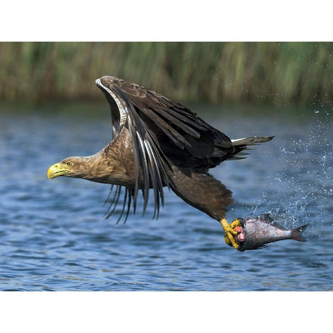 Take Away Lunch White Modern Wood Framed Art Print by Wrobel, Piotr