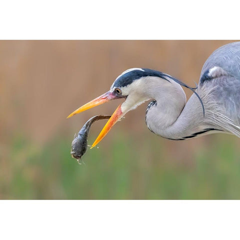 Gotcha Gold Ornate Wood Framed Art Print with Double Matting by Zuo, Jun