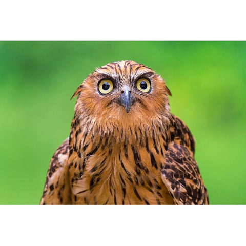 Buffy Fish Owl Potrait Black Modern Wood Framed Art Print with Double Matting by Lip Mun, Chong