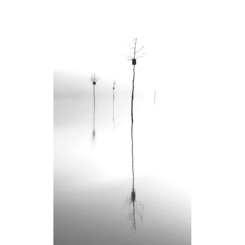 Trees Black Modern Wood Framed Art Print with Double Matting by Zhang, Mei