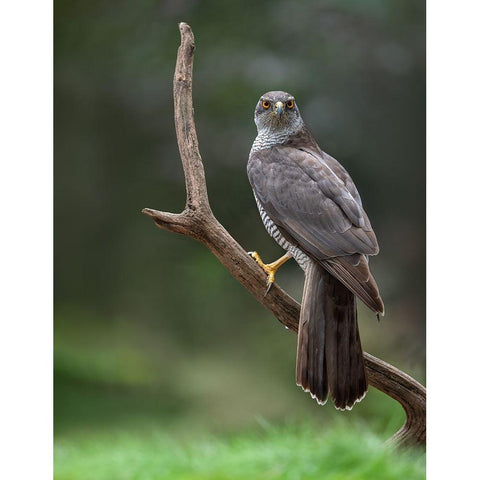 Goshawk Black Modern Wood Framed Art Print with Double Matting by Rand, Larissa