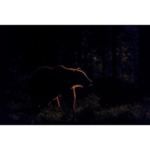 Brown Bear In Backlight White Modern Wood Framed Art Print by Rand, Larissa