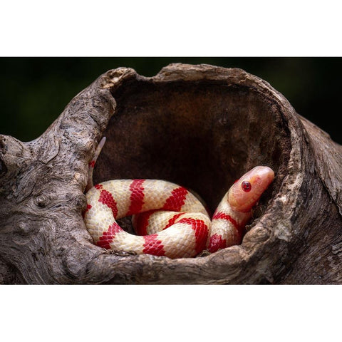 Red And White Snake Black Modern Wood Framed Art Print with Double Matting by Setiadi, Ajar