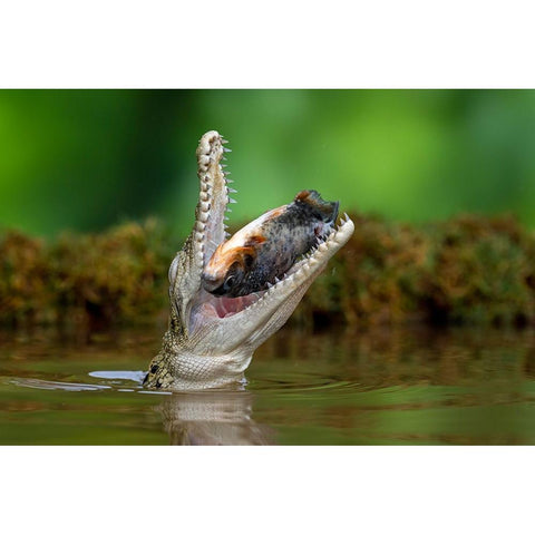 Aligator And Prey Gold Ornate Wood Framed Art Print with Double Matting by Setiadi, Ajar