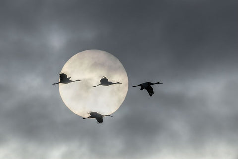 Flying High White Modern Wood Framed Art Print with Double Matting by Fan, John