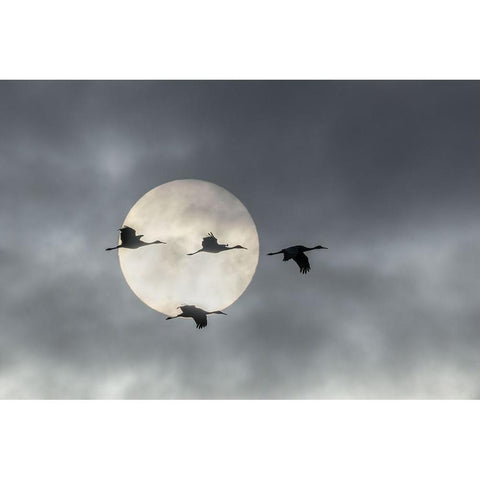 Flying High Black Modern Wood Framed Art Print by Fan, John