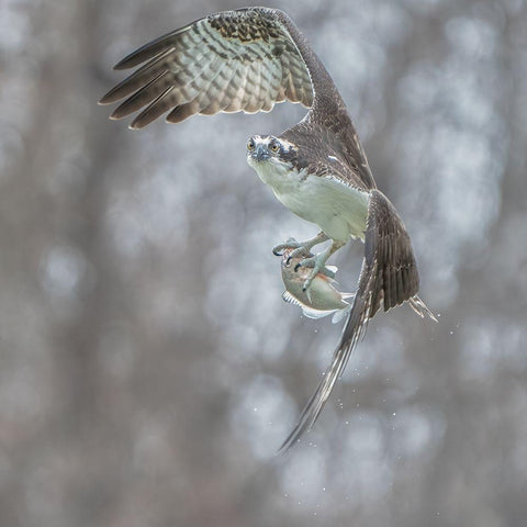 N/A Black Modern Wood Framed Art Print with Double Matting by Li, Alex