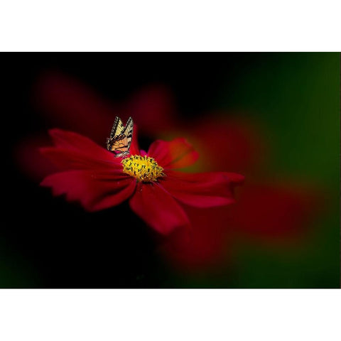 Butterfly Love Flower Gold Ornate Wood Framed Art Print with Double Matting by Ren, Yuzheng