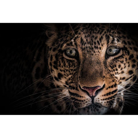 Hunter .. Gold Ornate Wood Framed Art Print with Double Matting by Zaeitar, Ahmed