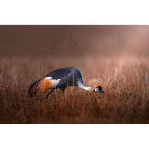 Black Crowned Crane Gold Ornate Wood Framed Art Print with Double Matting by Sobhi, Ahmed