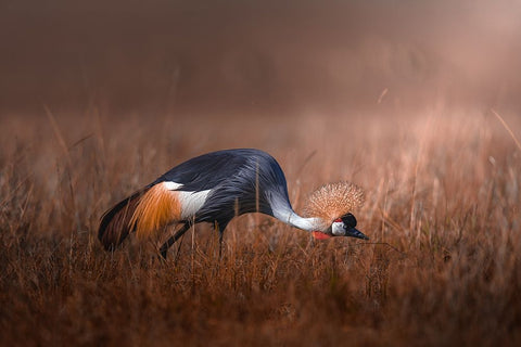 Black Crowned Crane Black Ornate Wood Framed Art Print with Double Matting by Sobhi, Ahmed