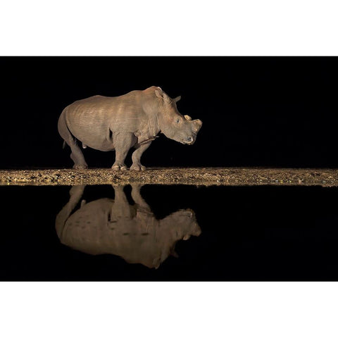 Rhino White Modern Wood Framed Art Print by Pozzi, Marco