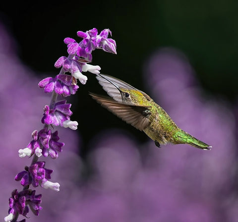 Morning Greeting White Modern Wood Framed Art Print with Double Matting by Huang, Xiaojian
