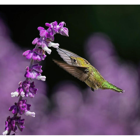Morning Greeting Black Modern Wood Framed Art Print by Huang, Xiaojian