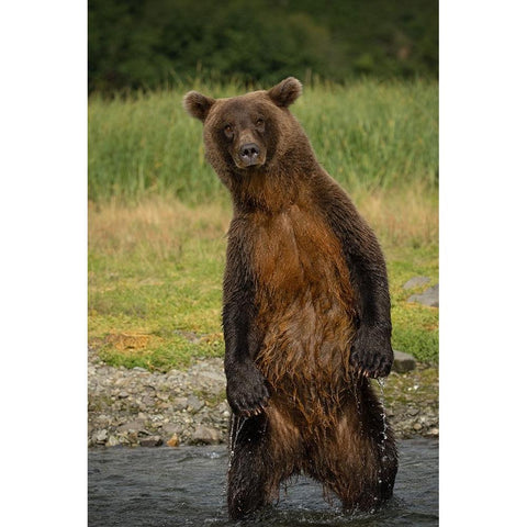 Hey There White Modern Wood Framed Art Print by Gill, Barbara