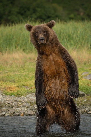 Hey There Black Ornate Wood Framed Art Print with Double Matting by Gill, Barbara