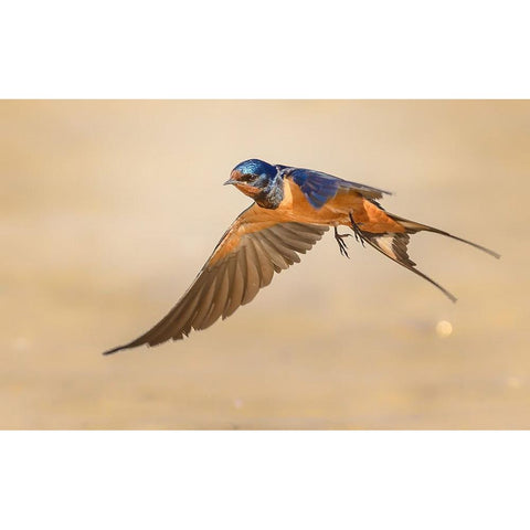 Barn Swallow Black Modern Wood Framed Art Print with Double Matting by Elkahlawi, Ahmed