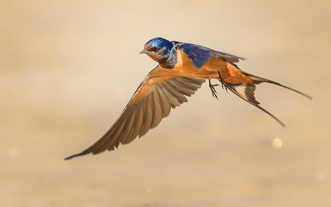 Barn Swallow White Modern Wood Framed Art Print with Double Matting by Elkahlawi, Ahmed