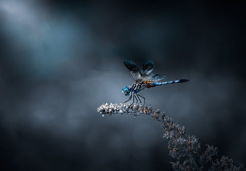 Just Landed Black Ornate Wood Framed Art Print with Double Matting by Saluja, Atul