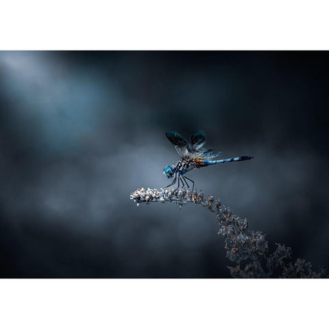 Just Landed Black Modern Wood Framed Art Print by Saluja, Atul