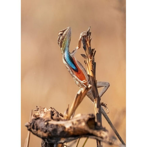 Fan-Throated Lizard In Concert! Black Modern Wood Framed Art Print by Dhanorkar, Saurabh
