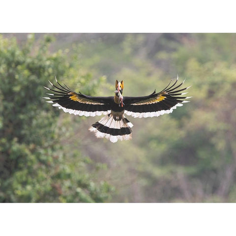 A Feast For The Junior Gold Ornate Wood Framed Art Print with Double Matting by Chang, Cheng