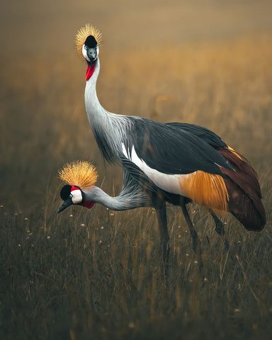 Twins White Modern Wood Framed Art Print with Double Matting by Sobhi, Ahmed