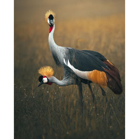 Twins Black Modern Wood Framed Art Print by Sobhi, Ahmed