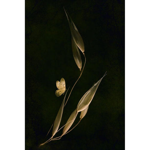 Waiting For Dawn White Modern Wood Framed Art Print by Kiral, Cicek
